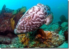 cabo-pulmo-national-marine-park