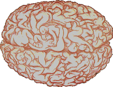 cerebro masculino