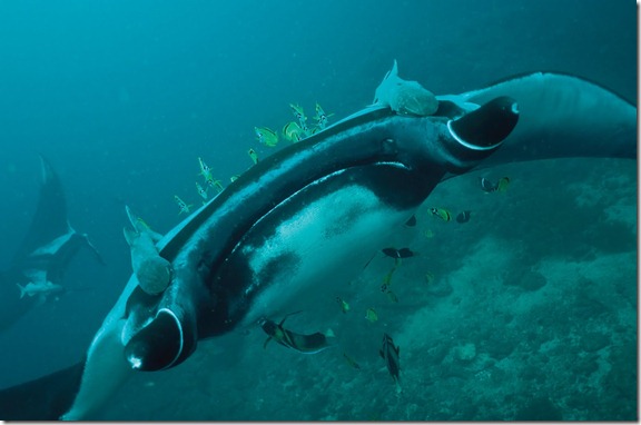 manta2