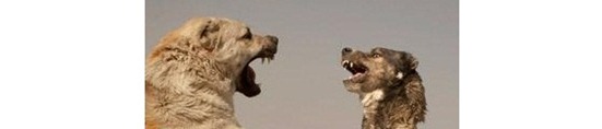 peleas perros afganistán