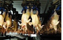 pollos