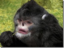 rhinopithecus strykeri_