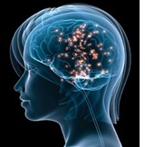 sexo y cerebro-