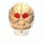ANI Orbital_gyrus_animation_small2