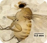 Apocephalus borealis,
