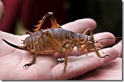 G WETA