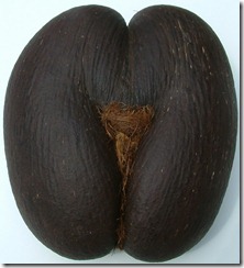 Lodoica seychellearum Seychelles. Coco de Mer Kokosnuss,