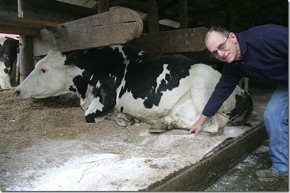Richard Conrad - Waterbeds-for-Cows