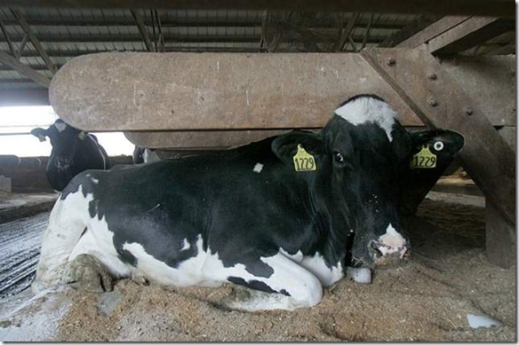 Richard and David Conrad waterbeds cows