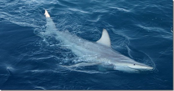 Tiburón-Híbrido-en-Australia