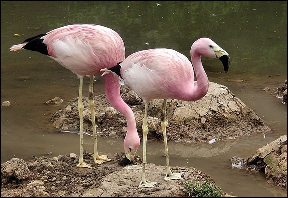 andeanflamingo