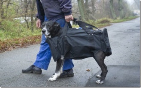 doggy bag