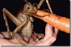 insecto weta n z