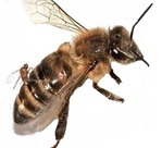 mosca-abeja-parasitaria