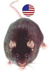 mouse