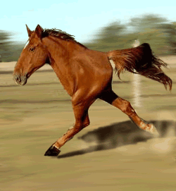 ANIMADO CABALLO 2 PATAS