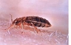 Cimex_lectularius