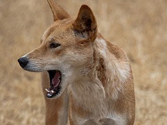 DINGO-