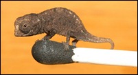 Leaf Chameleon (Brookesia) Madagascar