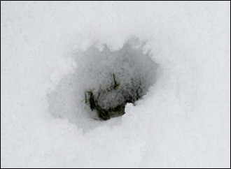 Svartedalsreviret