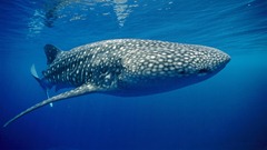 Whale Shark, Papua New Guinea
