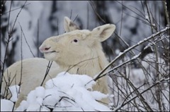 albinoelg1