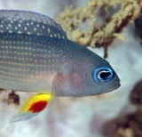 bali-fish-