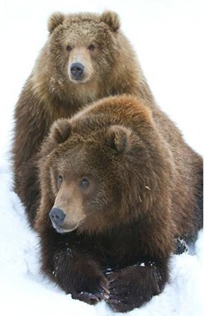 kodiakbjörnarna