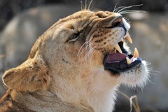 león