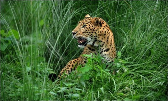 leopardo