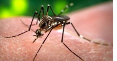 mosquito_aedes-aegypt_--