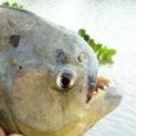piranha palometa