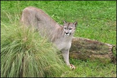 puma
