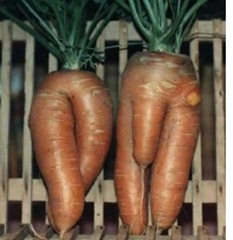 sexo-ecologico