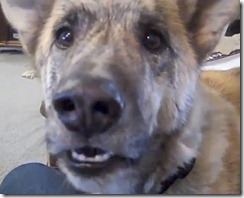 talking_dog