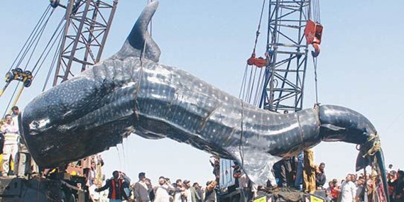 whale-shark -charai fishery- karachi