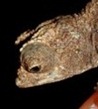 wold's smallest chameleon