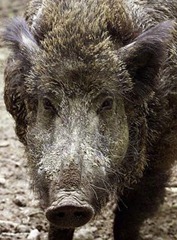 Boar1