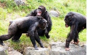 CHIMPS1