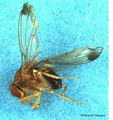 DROSOPHILA SUZUKII male PHOTO BY M. FRANCISCO