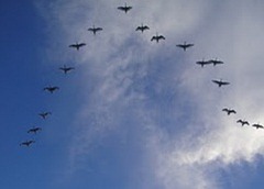 GRULLAS5
