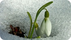Galanthus nivalis - PRIMAVERA