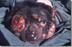 Tasmanian_Devil_Facial_Tumour_Disease