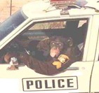 chimp