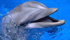 dolphin