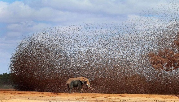 f antero topp kenia