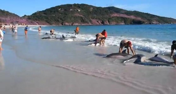 golfinhos