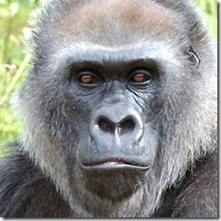 gorilla