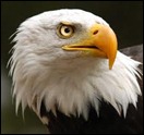 águila americana