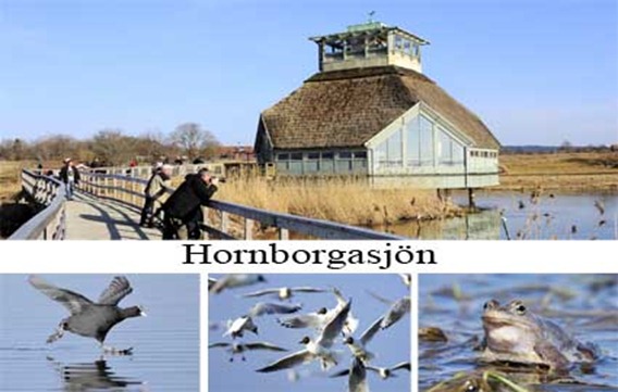 hornborgasjon_5_